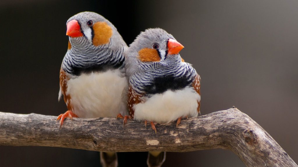 zebra-finches
