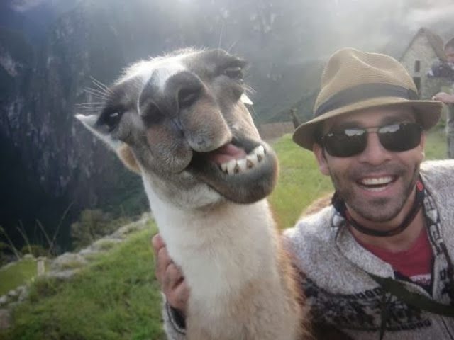 1-animal-and-human-selfies-hilarious-awesome