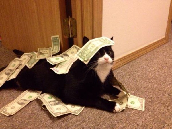 1-silly-animal-cat-get-money