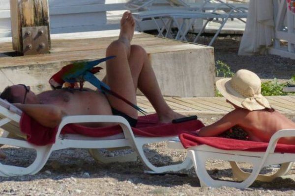 10-animals-engine-that-power-the-internet