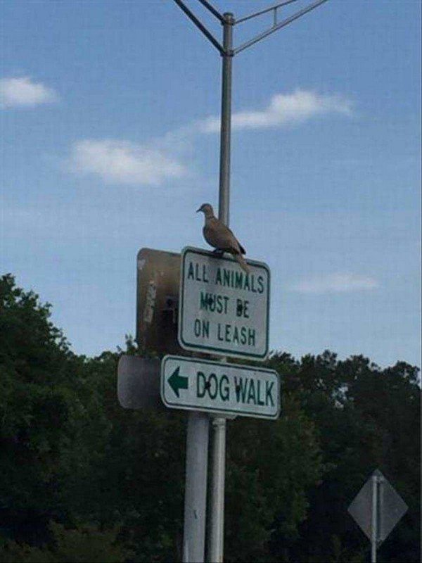 11-animals-engine-that-power-the-internet