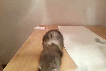 11-animals-worse-day-than-yours