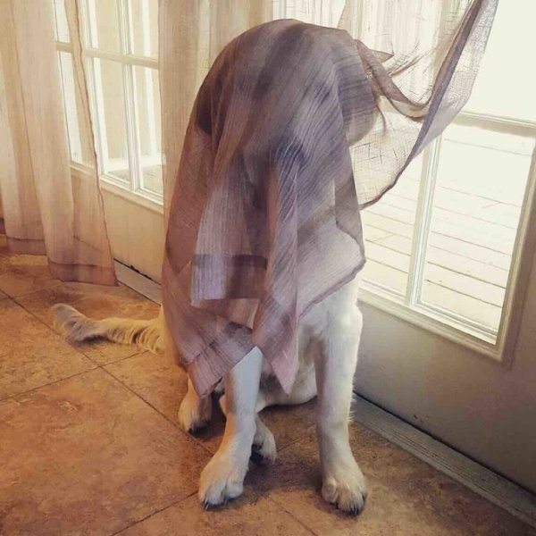 12-animals-engine-that-power-the-internet