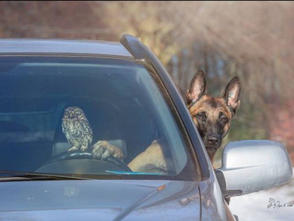 14-animals-engine-that-power-the-internet