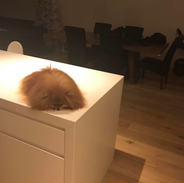 15-hilarious-animals-that-melted-and-became-heartmelting