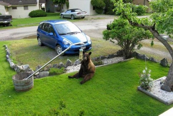 16-animals-engine-that-power-the-internet