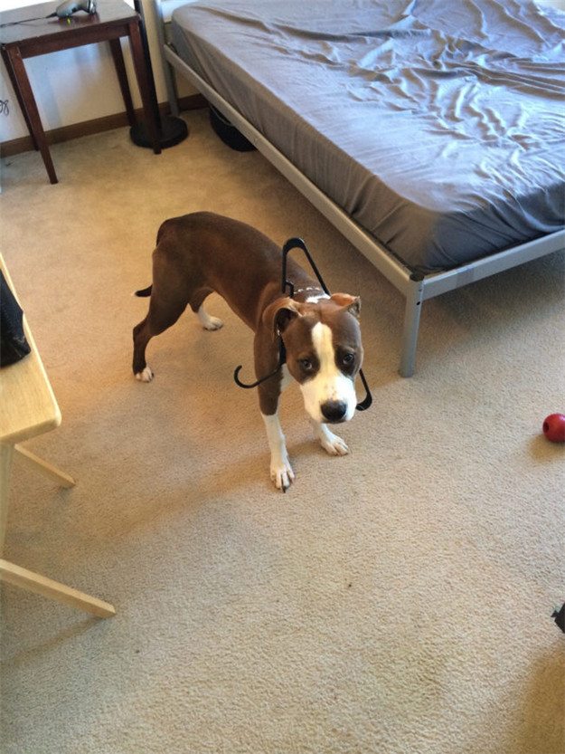 17-animals-worse-day-than-yours