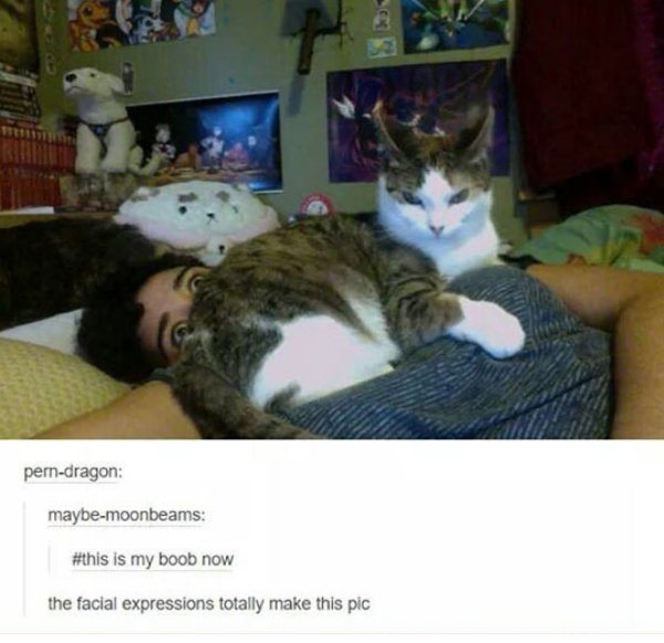 18-animals-engine-that-power-the-internet