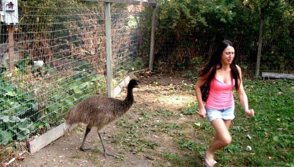 18-these-photos-prove-that-not-all-animals-love-girls