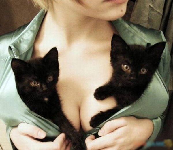 2-baby-kittens-hugging-girl