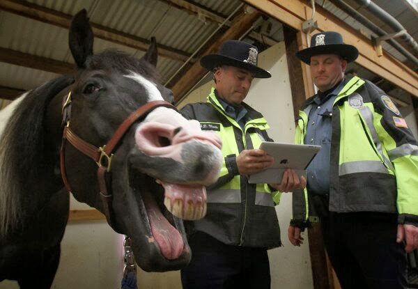 25-animal-and-human-selfies-hilarious-awesome