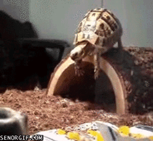 3-animals-worse-day-than-yours