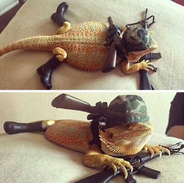 3-hilarious-reptile-pet-soldier-costume