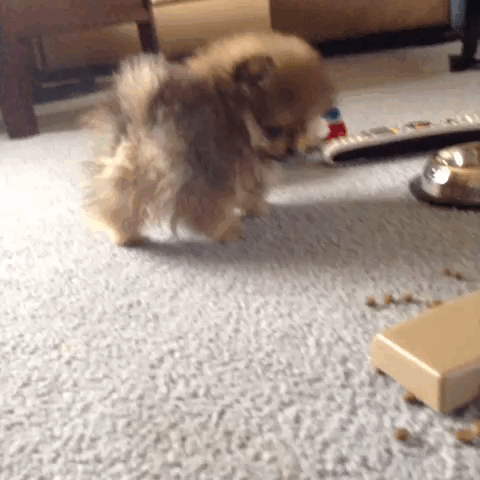 5-animals-worse-day-than-yours