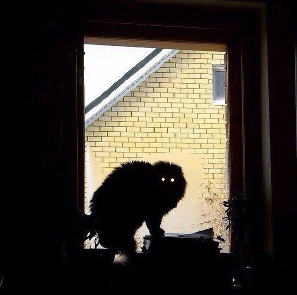 5-scared-cat-creepy-eyes