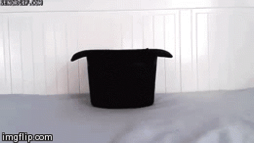 6-animals-worse-day-than-yours