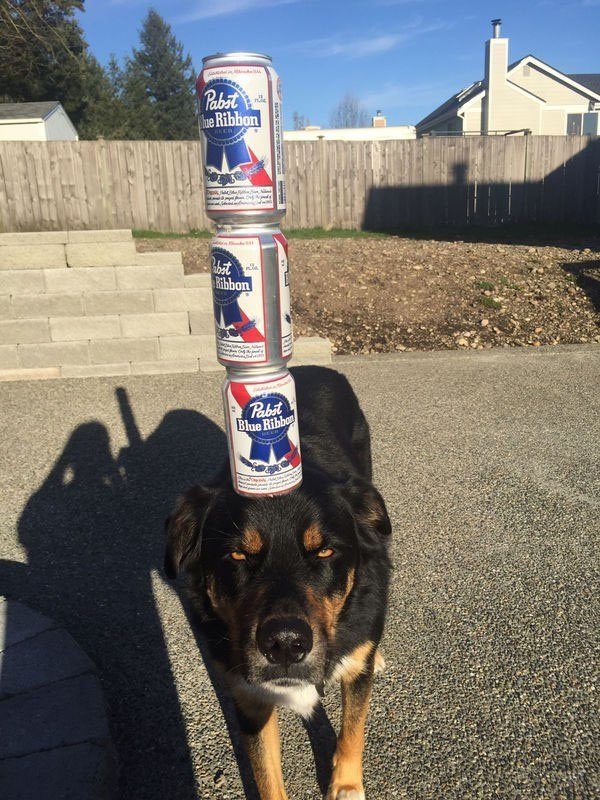 9-animals-engine-that-power-the-internet