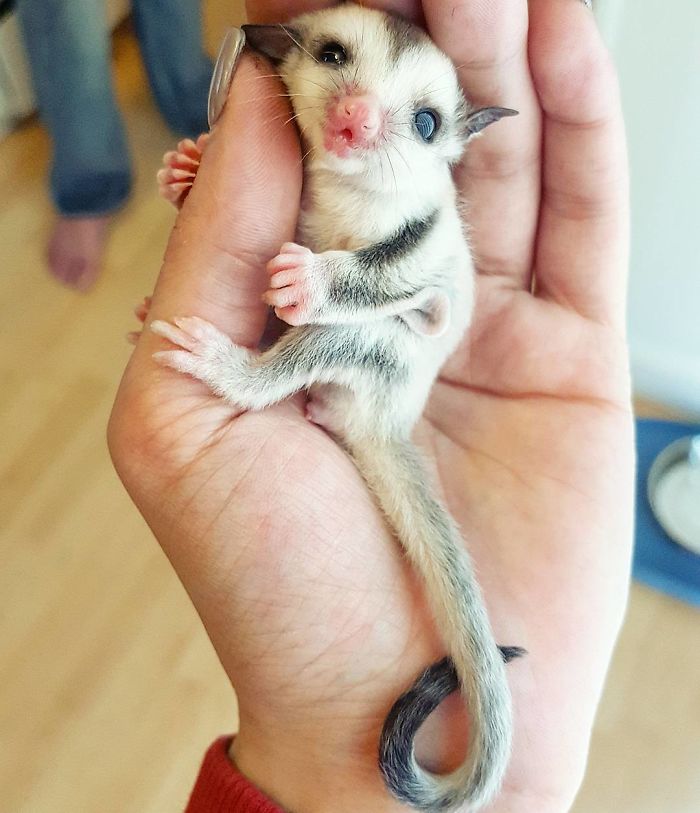 9-extremely-rare-animal-babies-that-define-perfection