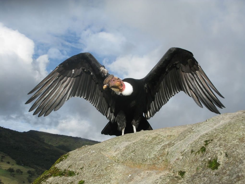 Andean-condor