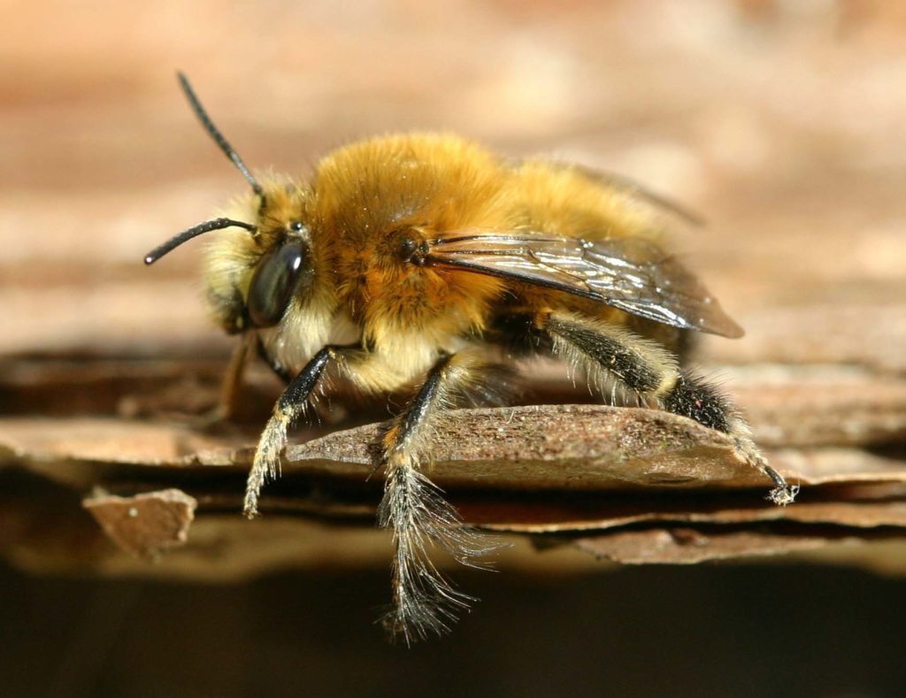 Anthophora-Plumipes