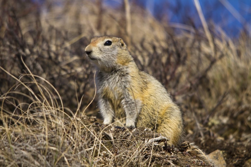Arctic-Ground-Squirrel