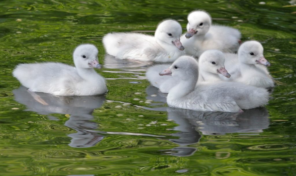 Baby Swans