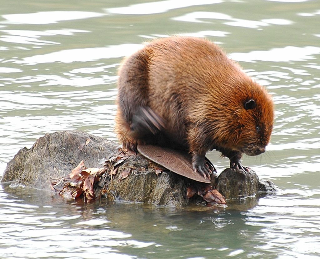 Beaver
