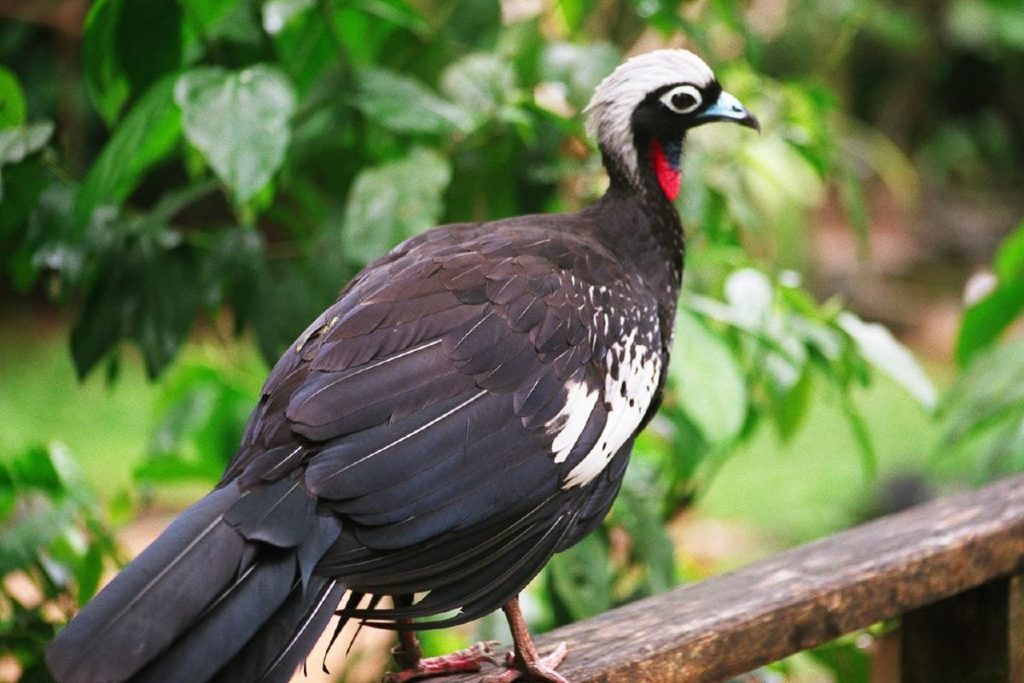 Black-fronted-pipin-guan