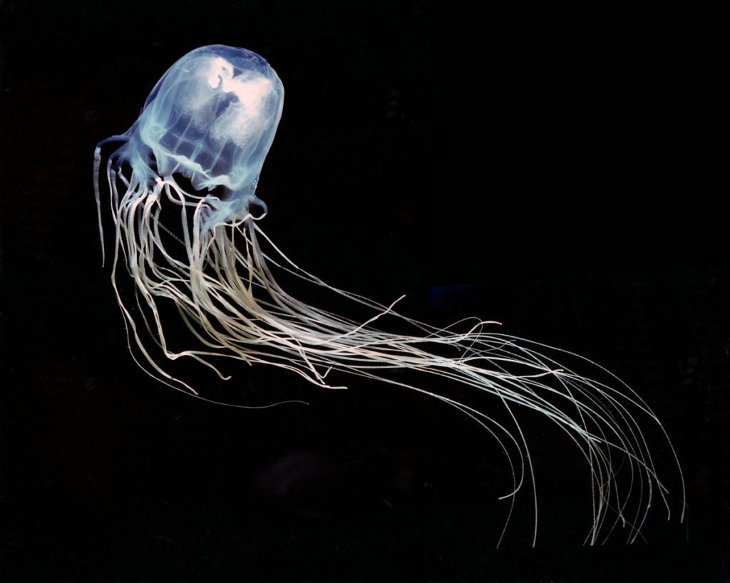 Box-Jellyfish