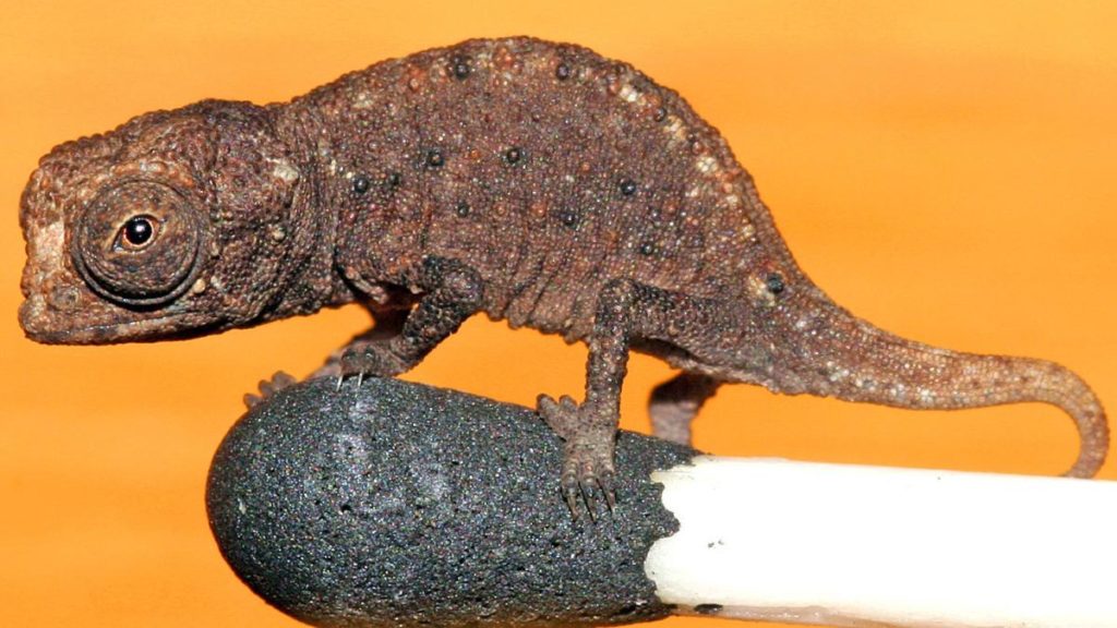 Brookesia-micro