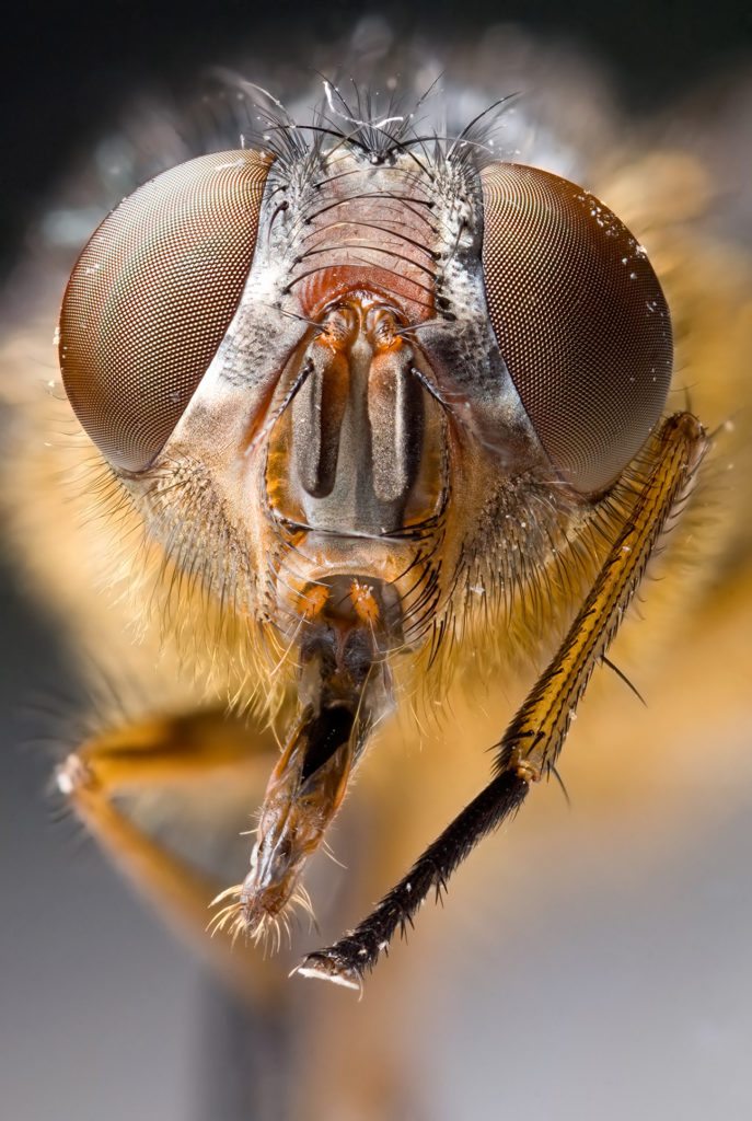Calliphora Portrait