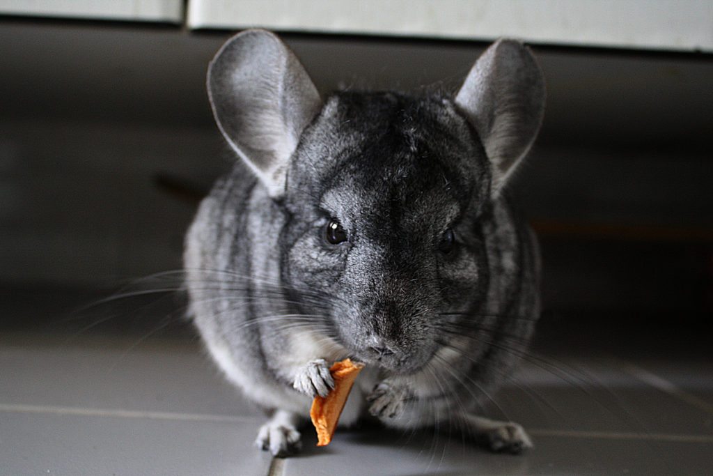 Chinchilla Lanigera