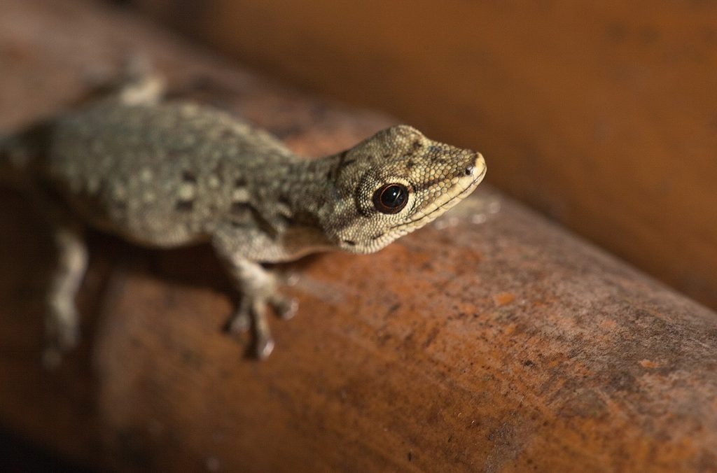 Dwarf Gecko