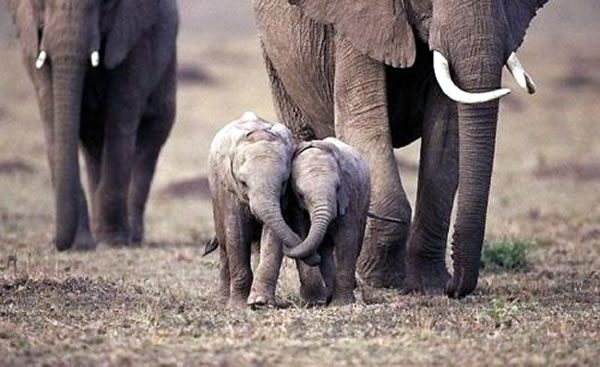 Elephant-Family