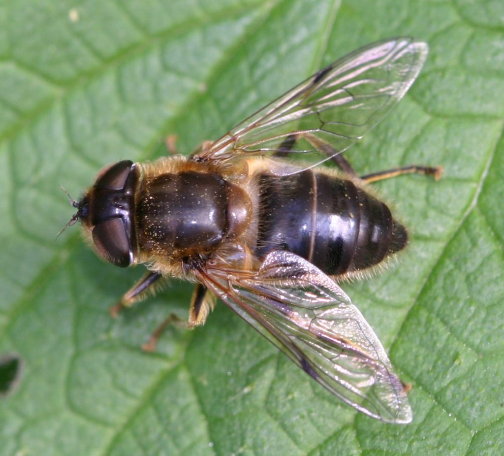 Eristalis-Tenax