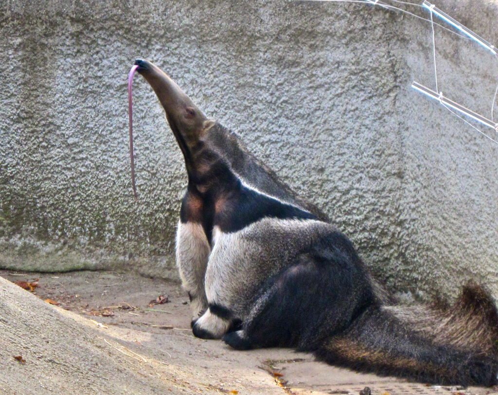 Giant Anteater