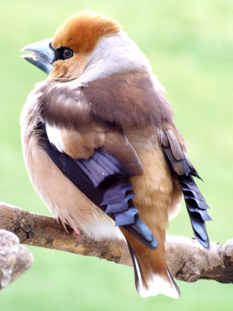 Hawfinch