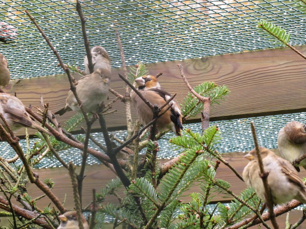 Hawfinch