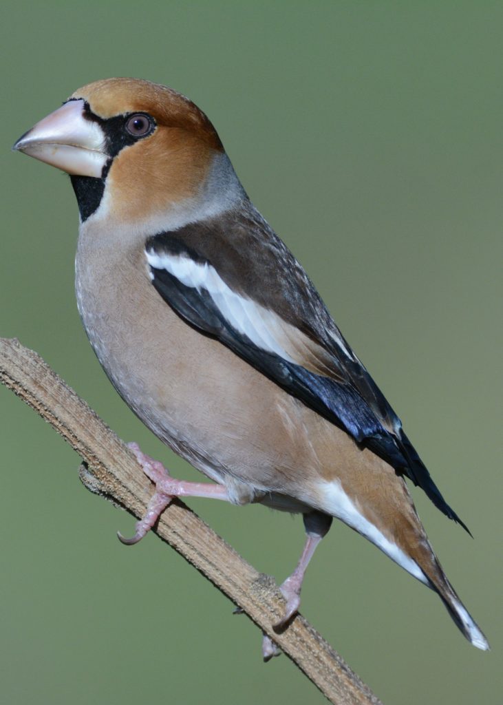 Hawfinch