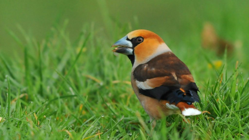 Hawfinch