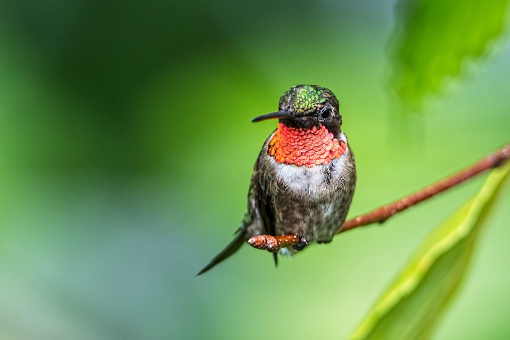 Ruby-throated hummingbird