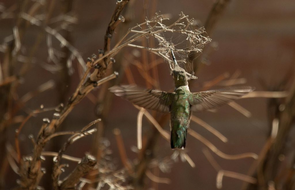 Hummingbird-3