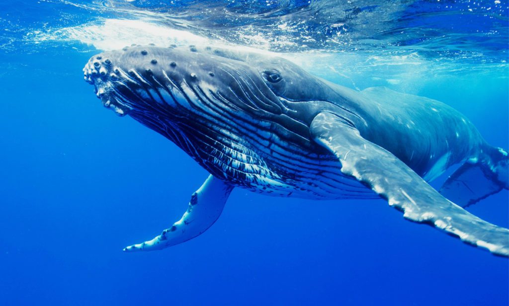Humpback whales’ pectoral fins were found to be 40 per cent more dynamic than a smooth fin, allowing water to zoom past