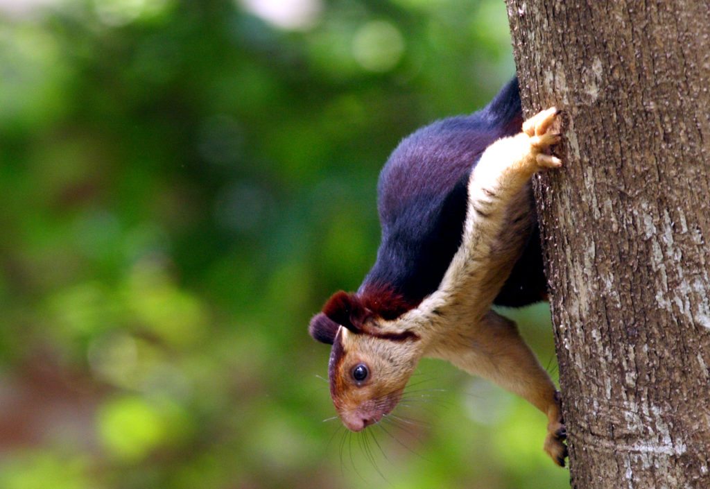 Indian Giant Squirrel