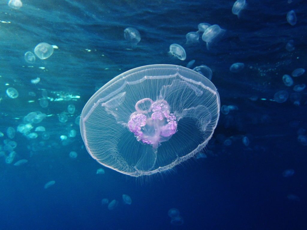 Jellyfish