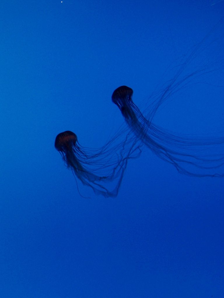 Jellyfish