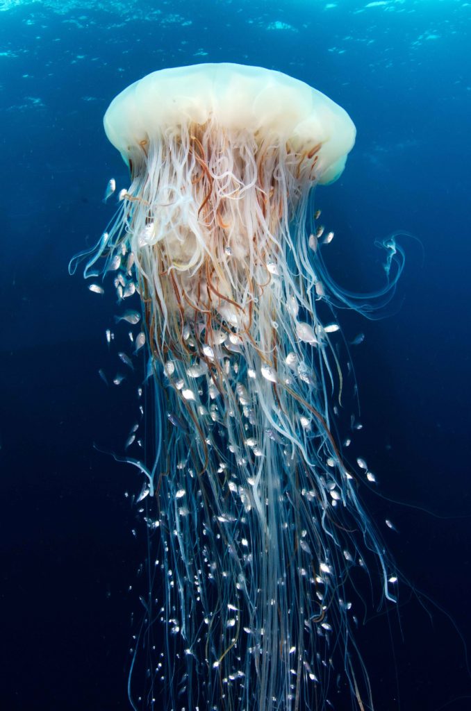 Jellyfish
