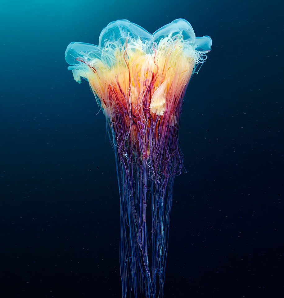 Jellyfish