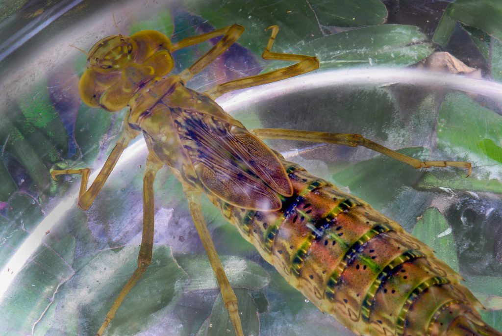 Larval-stage-dragonfly