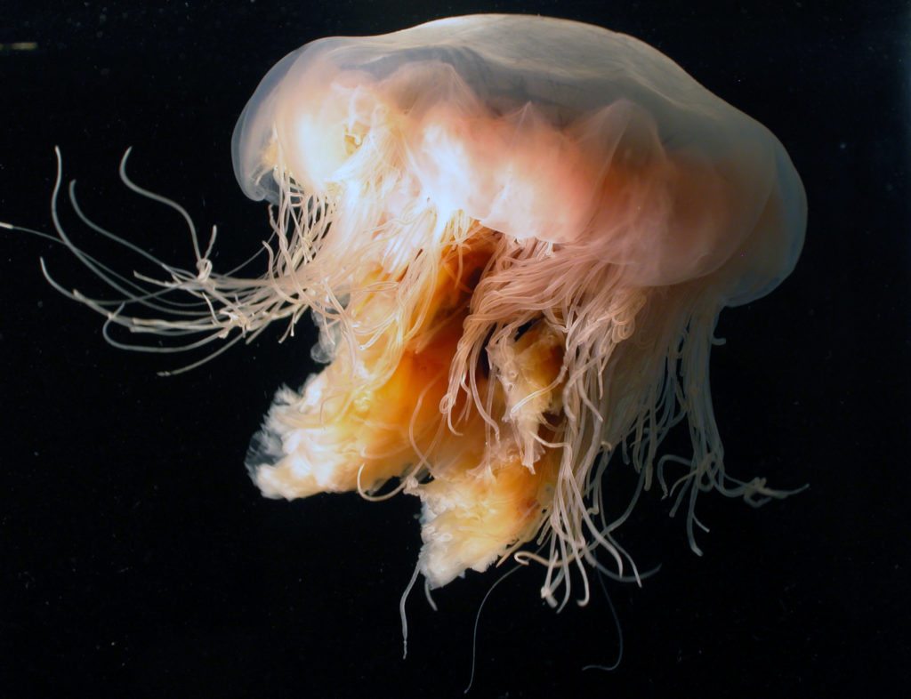 Lion's mane jellyfish come in a range of colours, including red, purple and orange